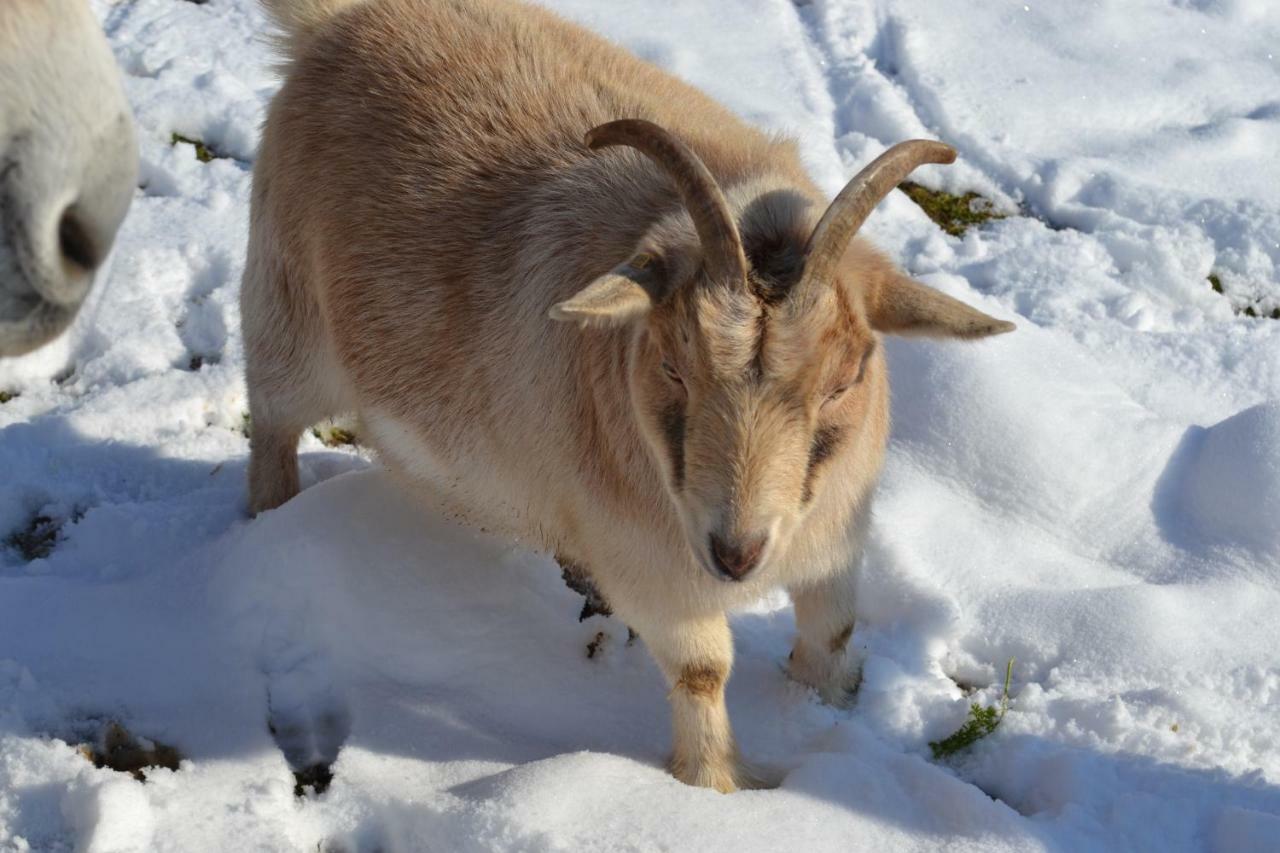 Le Paradis Des Animaux Coublevie Exterior foto